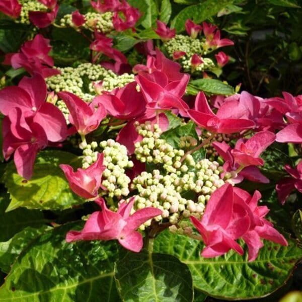 Hortensja Rotschwanz sadzonki sklep