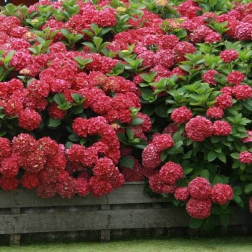 Hortensja ogrodowa HOT RED bordowa sadzonka