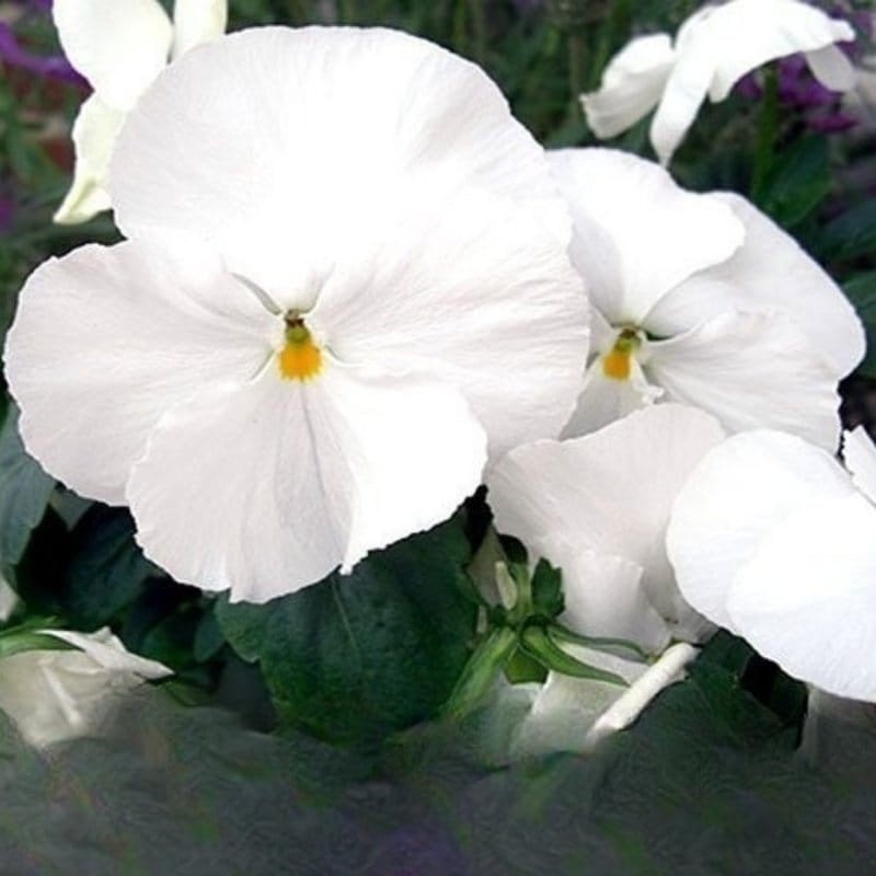 Bratek szwajcarski wielkokwiatowy Firnenschnee Mont Blanc nasiona 0,5g (1).jpg