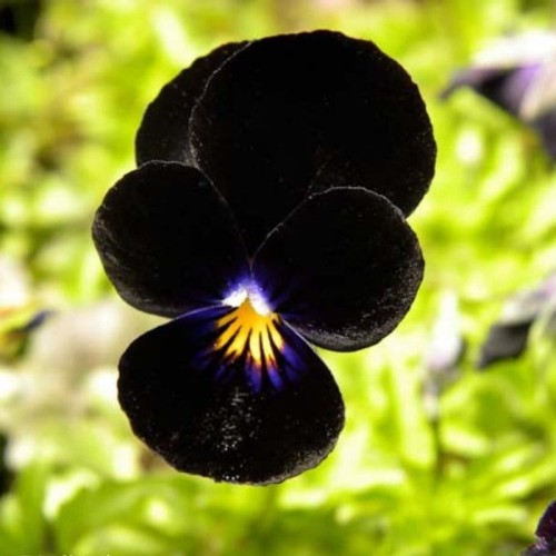 Bratek wielkokwiatowy Black King nasiona 04 g