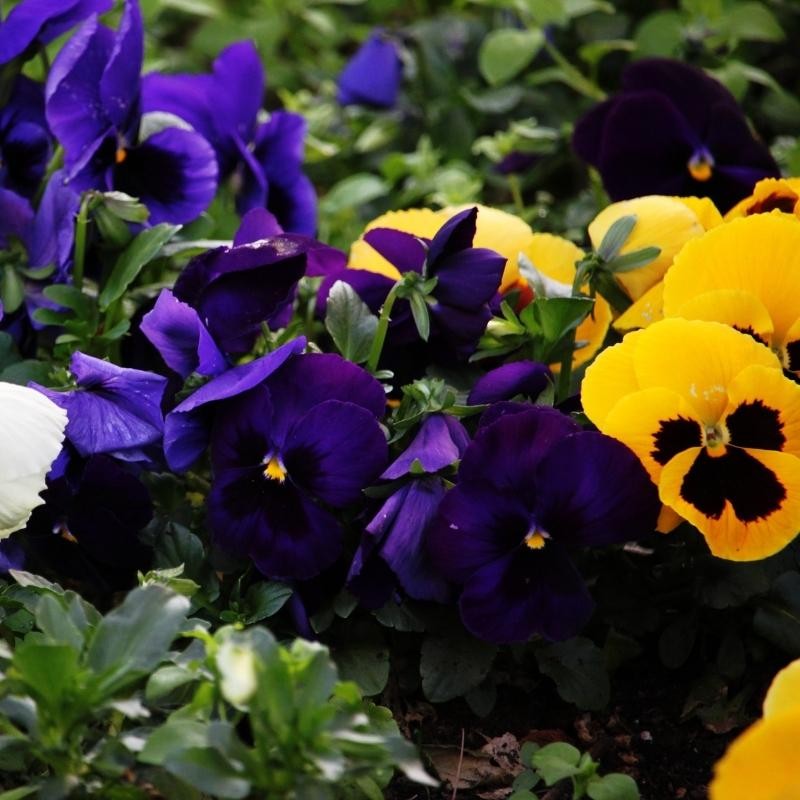 Bratek wielkokwiatowy Black King nasiona 0,4 g (3).jpg