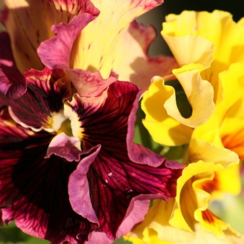 Bratek Rococo mieszanka nasiona 04g