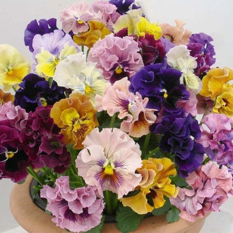 Bratek rococo mieszanka nasiona 0,4g (3).jpg