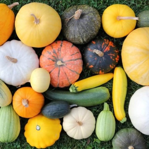 BIO Dynia zwyczajna ozdobna mieszanka nasiona ekologiczne 1g