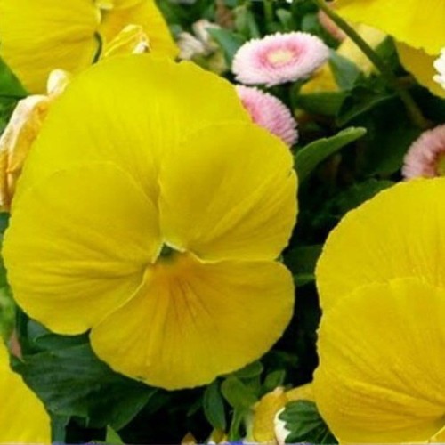 Bratek Szwajcarski wielkokwiatowy Luna nasiona 04g