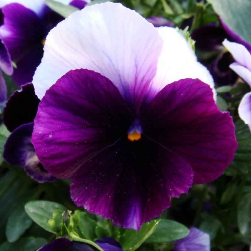 Bratek szwajcarski wielkokwiatowy Lord Beaconsfield nasiona 0,5g (1).jpg