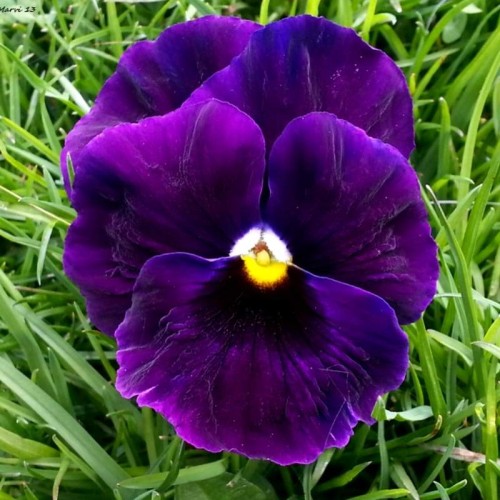 Bratek Szwajcarski wielokwiatkowy - Bergwacht Berna nasiona 0,5g