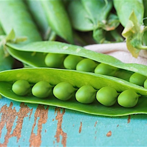 Groch cukrowy Ambrosia nasiona 50g