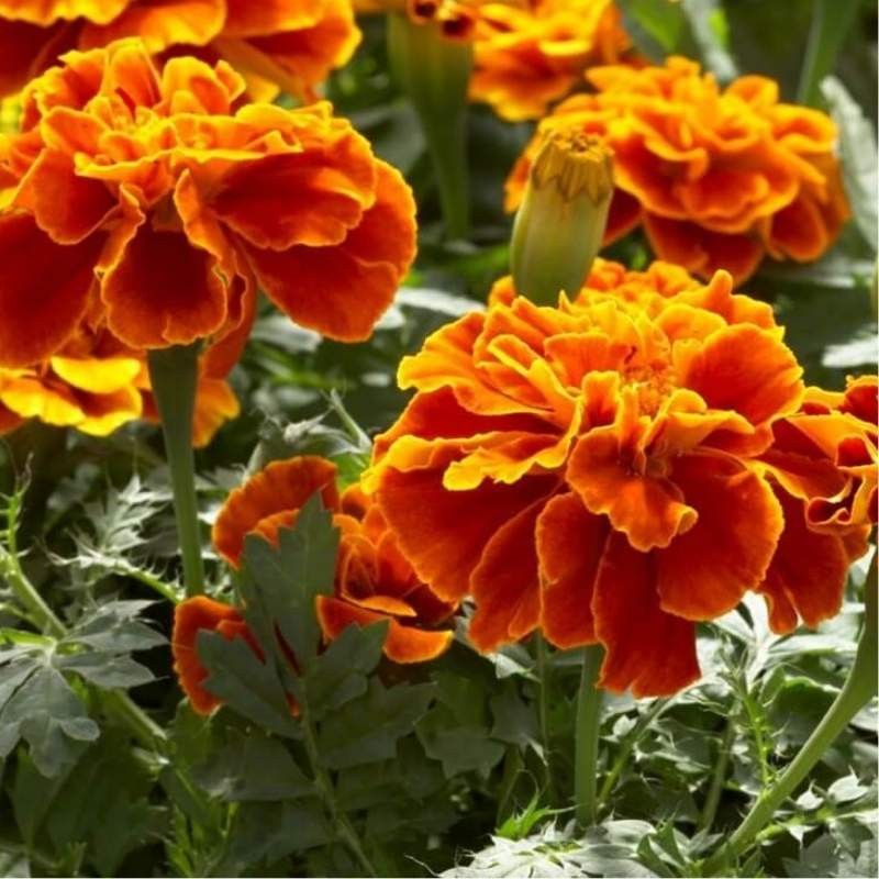 Aksamitka rozpierzchła Bolero nasiona 1g (1).jpg