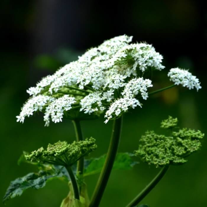 Anyż, Biedrzeniec (Pimpinella anisum) 1g (1).jpg