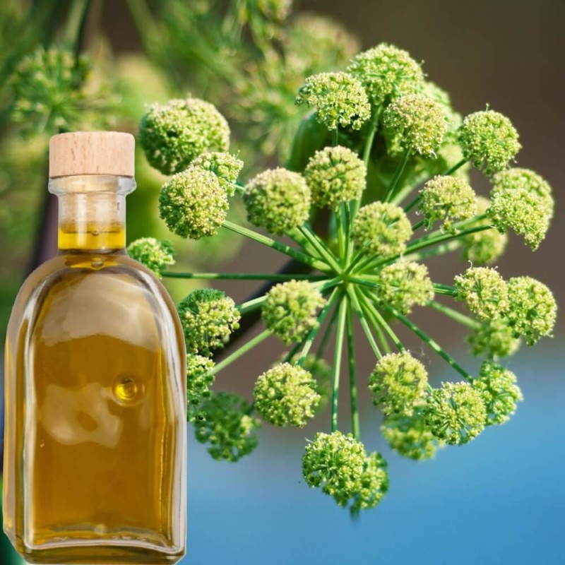 Arcydzięgiel litwor (Angelica archangelica) nasiona 0,5g (1).jpg