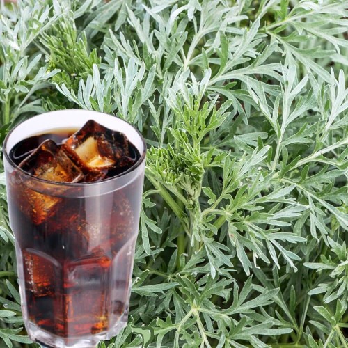 Artemisia COLA BUSH sadzonka C1