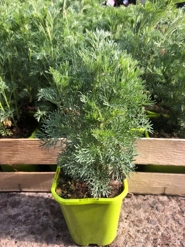 Artemisia COLA BUSH (Artemisia procera) Sadzonka C1  (3).JPG