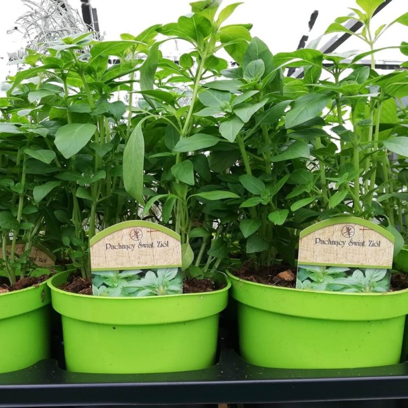 Bazylia (Ocimum basilicum) Sadzonka C1,5 (1).jpg
