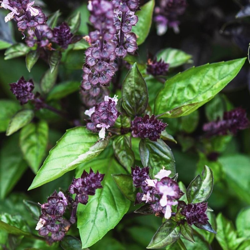 Bazylia cynamonowa (Ocimum basilicum cinnamon) 0,5g (2).jpg