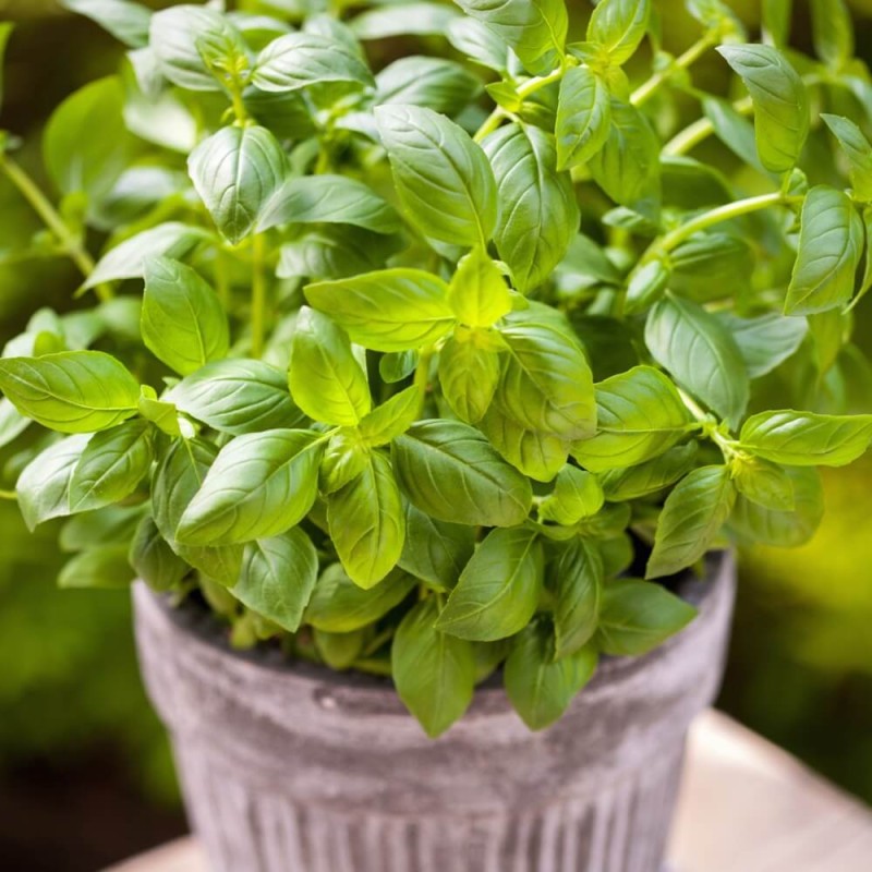 Bazylia cytrynowa (Ocimum basilicum citrodora) 0,5g  (1).jpg