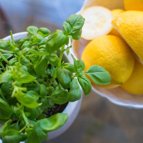 Bazylia cytrynowa 0,5g