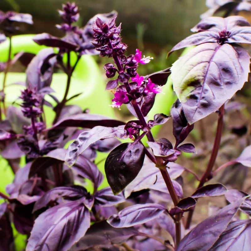 Bazylia czerwonolistna (Ocimum basilicum) 0,5g  (3).jpg