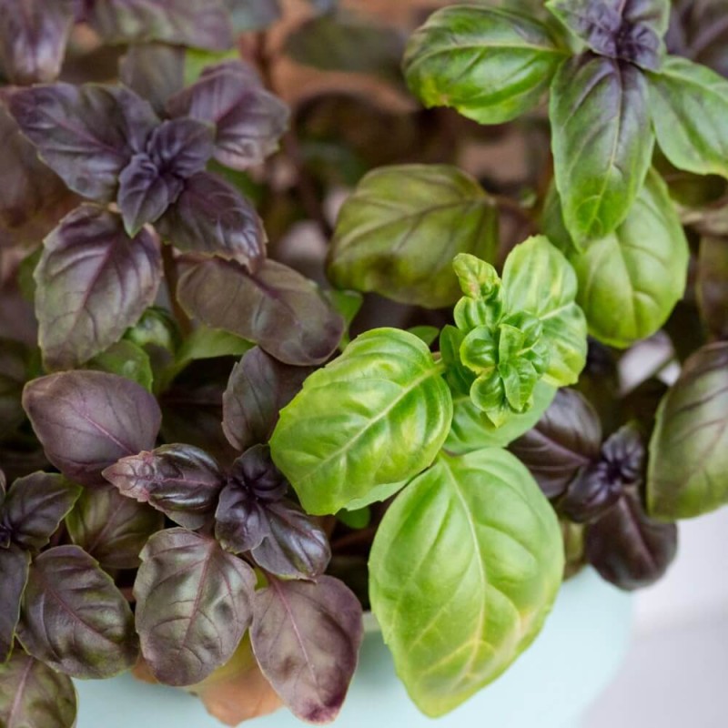 Bazylia mieszanka odmian (Ocimum basilicum) 0,5 g (2).jpg