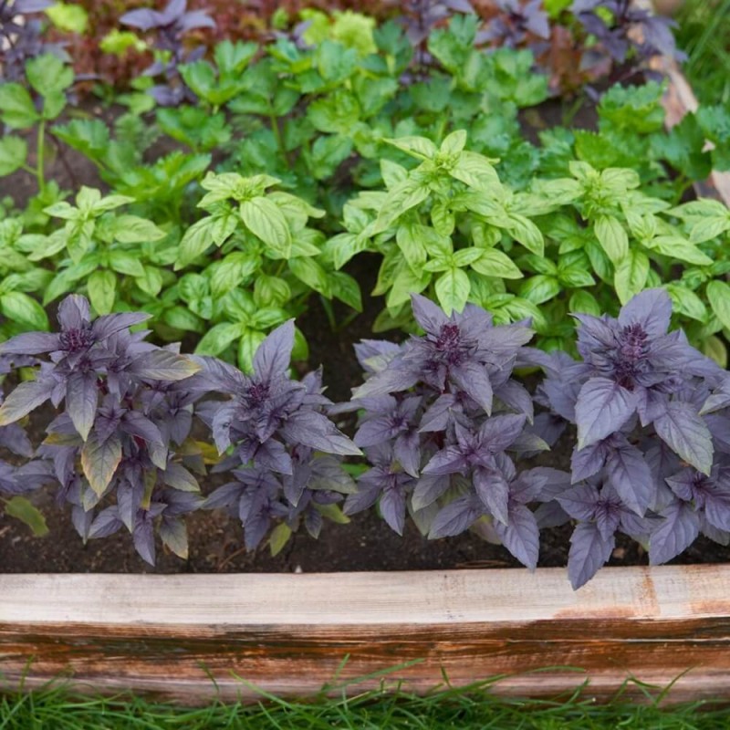 Bazylia mieszanka odmian (Ocimum basilicum) 0,5 g (3).jpg