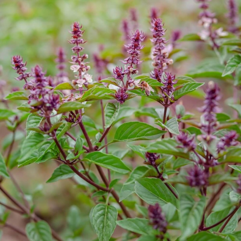 Bazylia święta (Ocimum sanctum) nasiona 0,5g (2).jpg