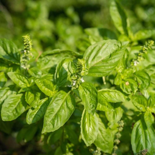 Bazylia właściwa Lettuce leaved 1g LUX