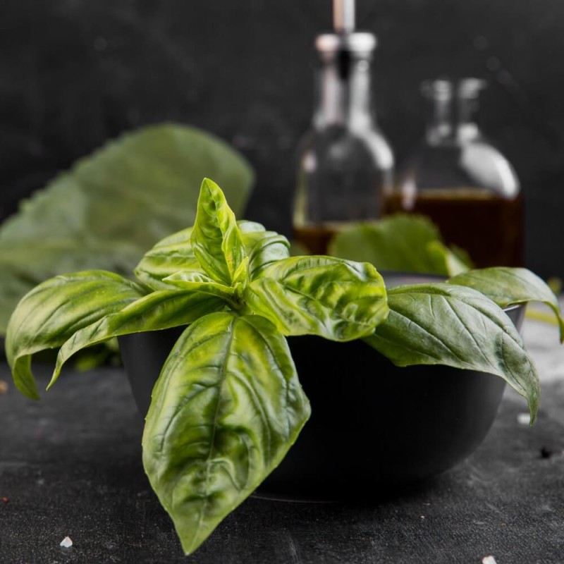 Bazylia właściwa 'Lettuce leaved' (Ocimum basilicum) 1g LUX (2).jpg