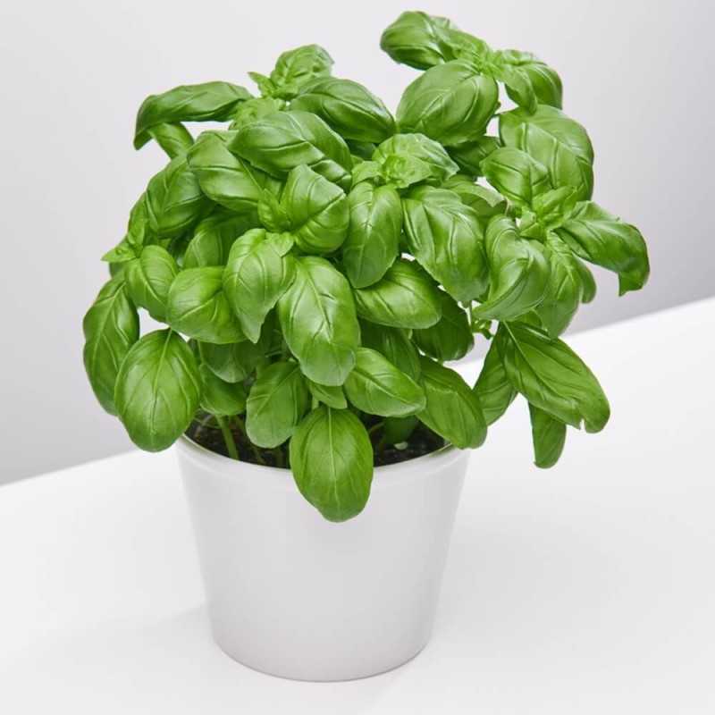 Bazylia właściwa zielonolistna (Ocimum basilicum) 1g (2).jpg