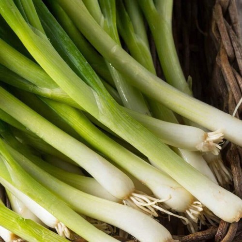 Cebulka siedmiolatka sadzonka P9