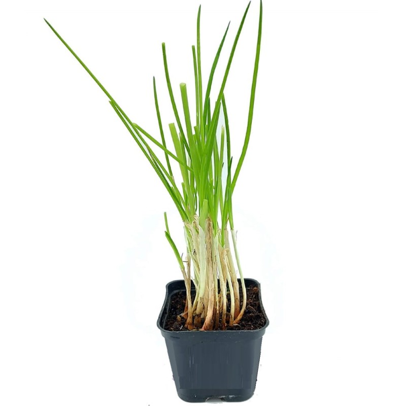 Cebulka siedmiolatka (Allium fistulosum) Sadzonka P9 (1).jpg