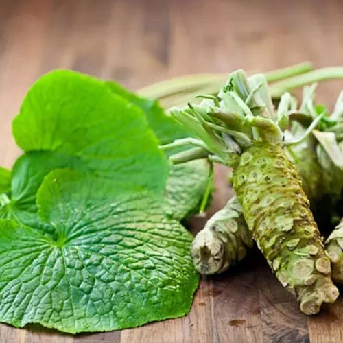 Chrzan japoński WASABI WONDER sadzonka P12