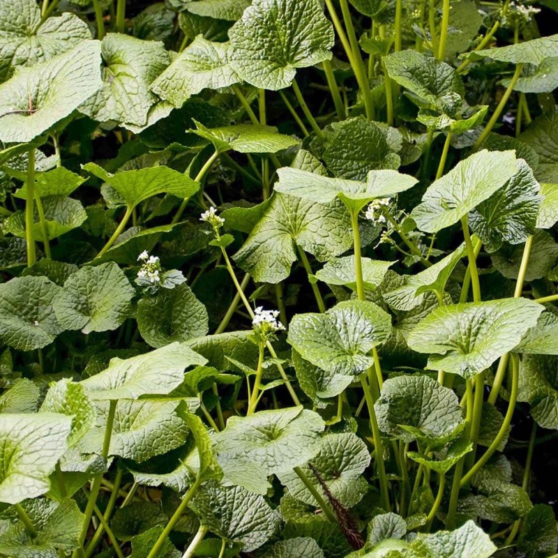 Chrzan japoński WASABI WONDER (Eutrema japonicum) Sadzonka P12 (1).jpg