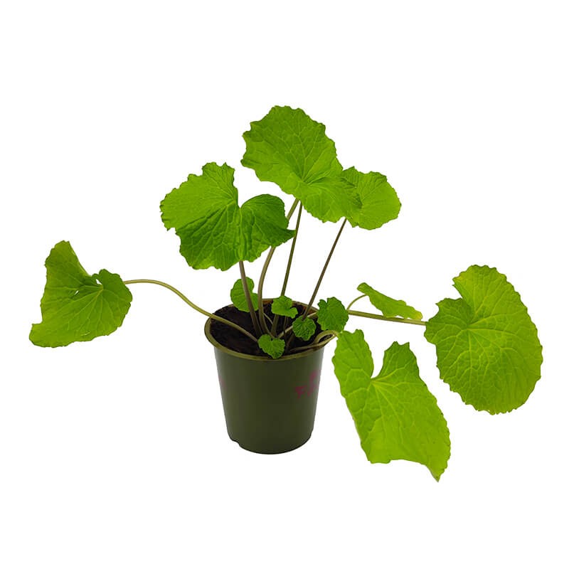 Chrzan japoński WASABI WONDER (Eutrema japonicum) Sadzonka P12 (3).jpg