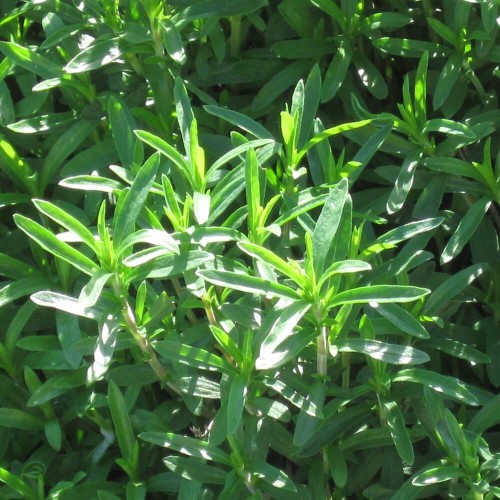 Cząber górski sadzonka C1