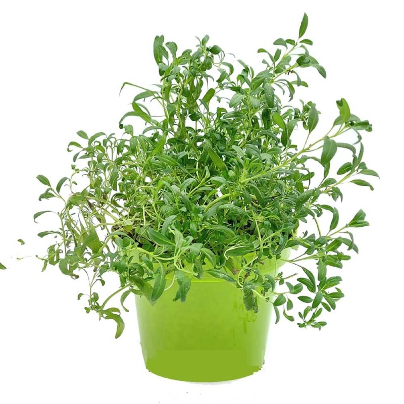 Cząber górski (Satureja montana) Sadzonka C1 (2).jpg