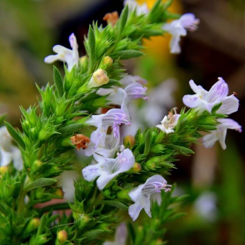 Cząber ogrodowy nasiona 2g