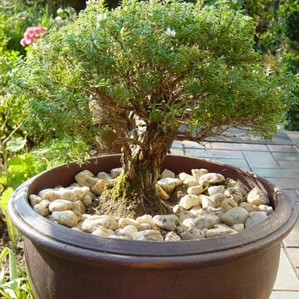 Cząber ogrodowy (Satureja hortensis) nasiona 2g (2).jpg