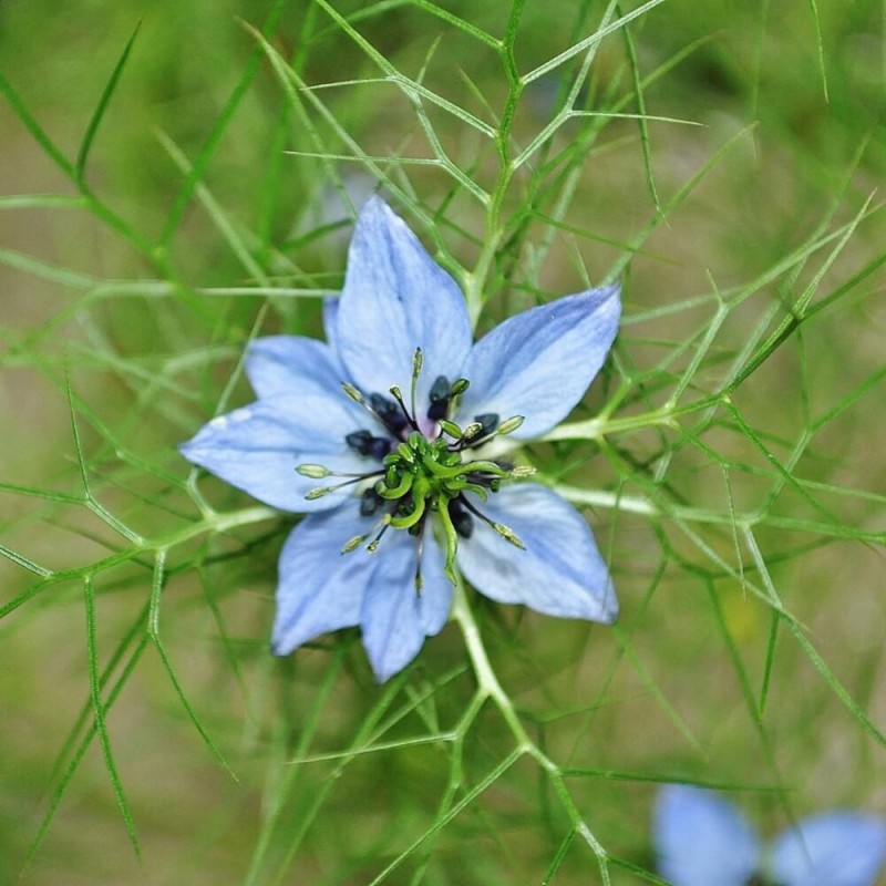 Czarnuszka Siewna (Nigella sativa) 1g (2).jpg