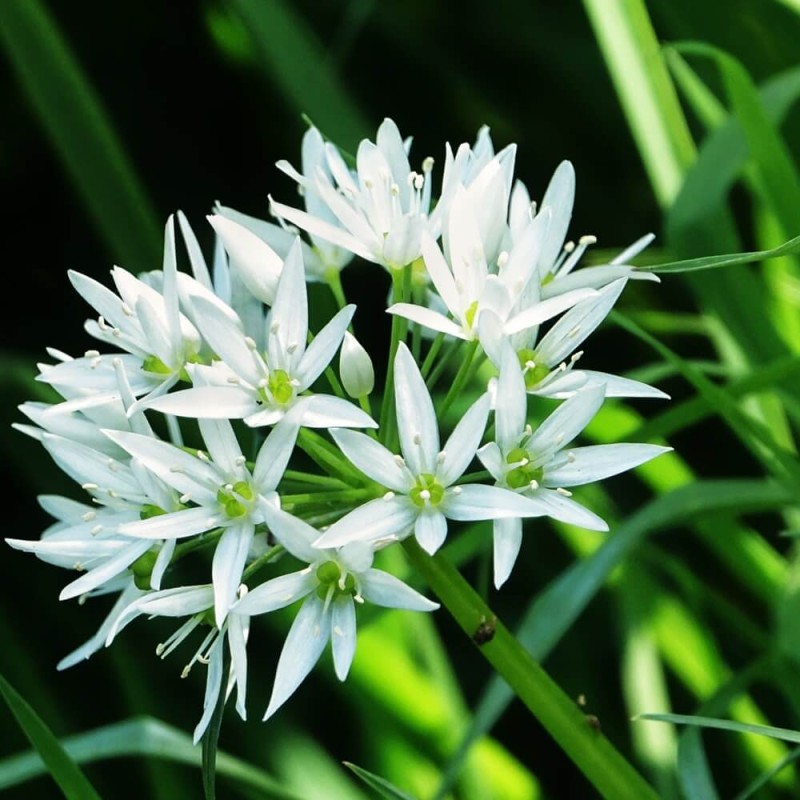 Czosnek Niedźwiedzi SAMO ZDROWIE (Allium ursinum) nasiona 0 (1).jpg