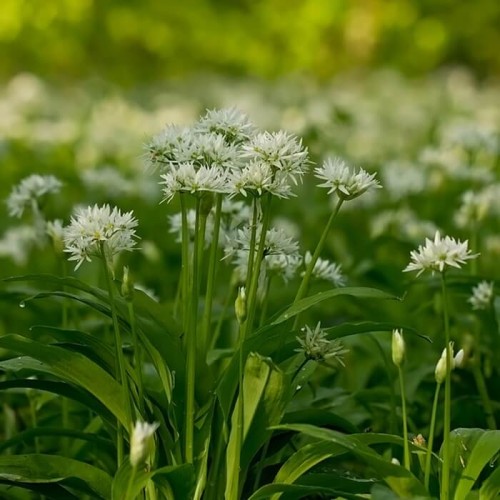 Czosnek Niedźwiedzi SAMO ZDROWIE nasiona 0.5g