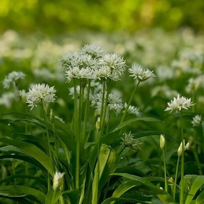Czosnek Niedźwiedzi SAMO ZDROWIE (Allium ursinum) Sadzonka (2).jpg