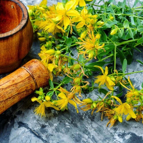 Dziurawiec zwyczajny sadzonka