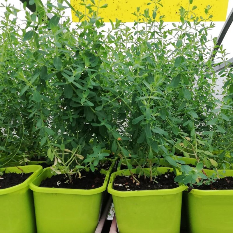 Dziurawiec zwyczajny (Hipericum perforatum) Sadzonka (3).jpg