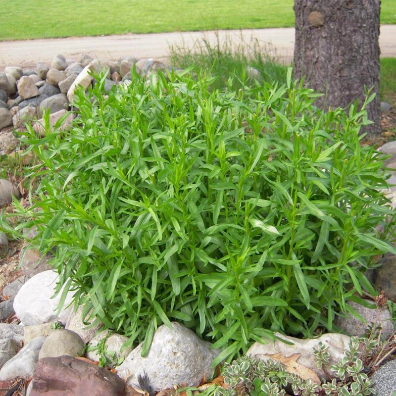 Estragon (Artemisia dracunculus) nasiona 0,2g (3).jpg