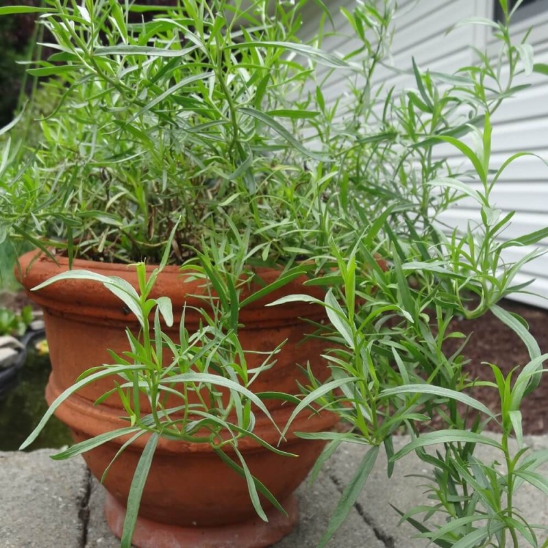 Estragon Bylica (Artemisia dracunculus) Sadzonka (1).jpg
