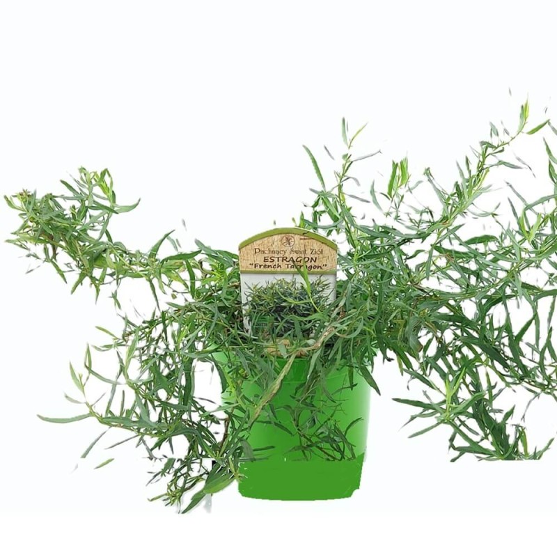 Estragon Bylica (Artemisia dracunculus) Sadzonka (2).jpg