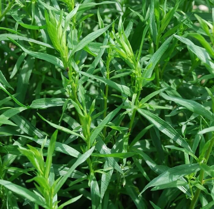 Estragon Bylica (Artemisia dracunculus) Sadzonka.jpg