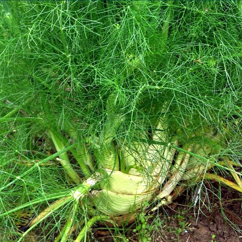 Fenkuł - Koper włoski - Mammouth (Foeniculum vulgare) nasiona 1g (2).jpg