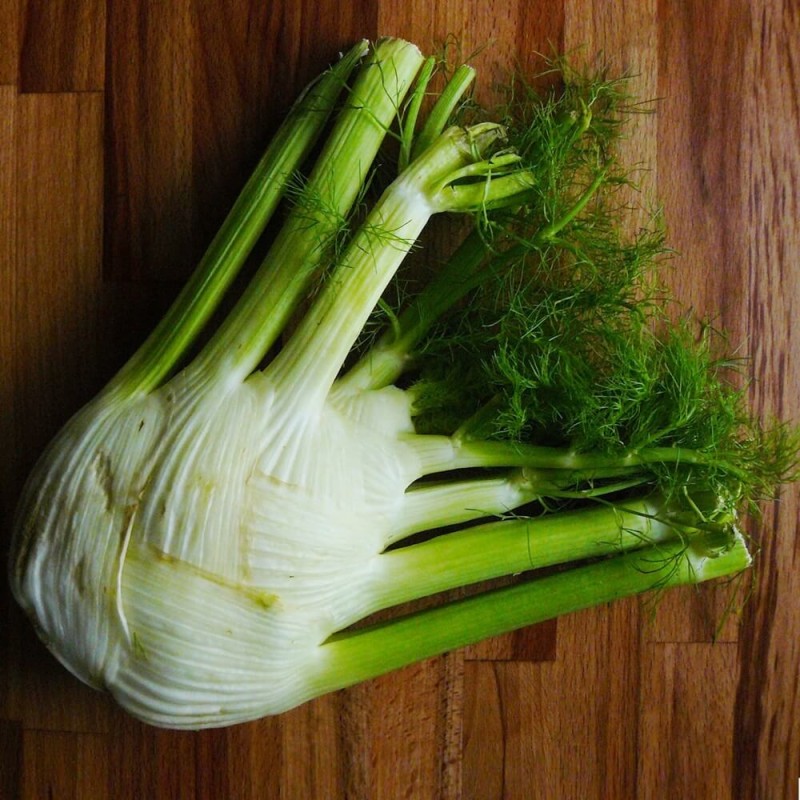 Fenkuł - Koper włoski - Mammouth (Foeniculum vulgare) nasiona 1g (3).jpg