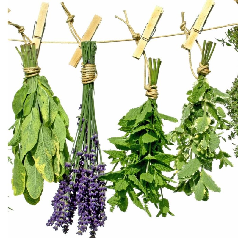 Herbaciane Popołudnie (Mix Ziół) nasiona 1g  (5).jpg